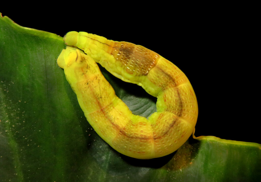 Genus Eupanacra