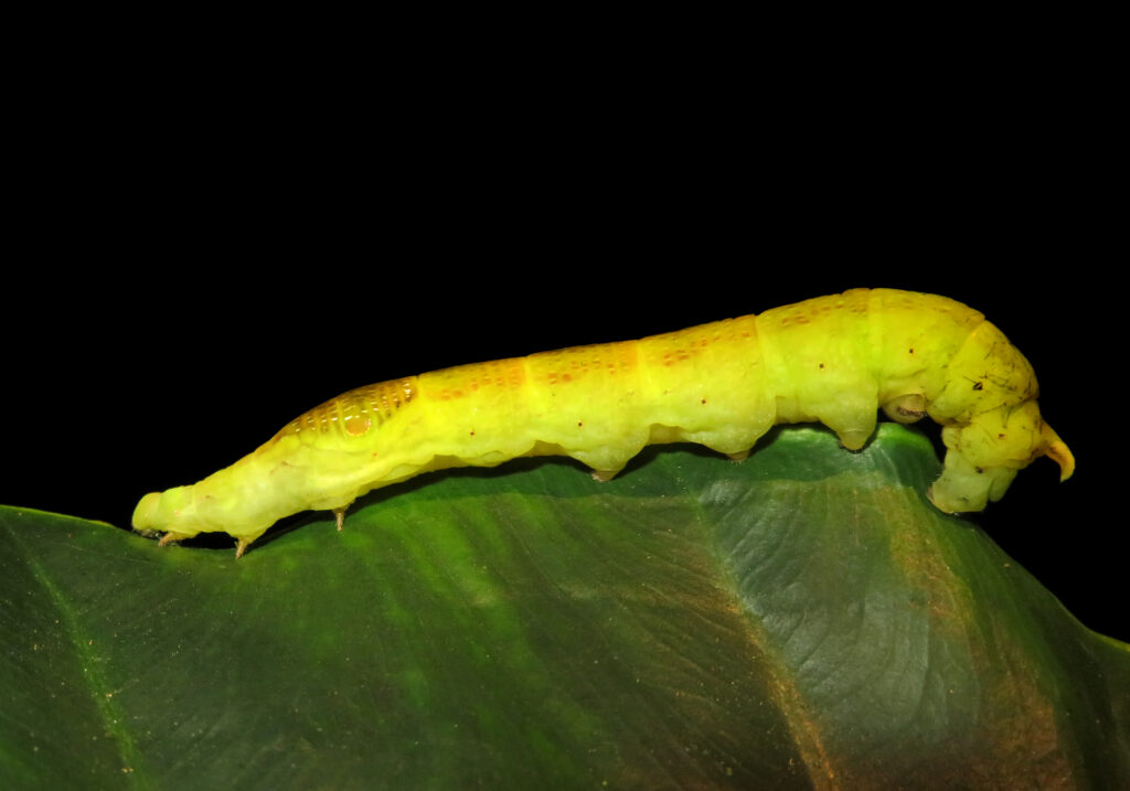 Genus Eupanacra