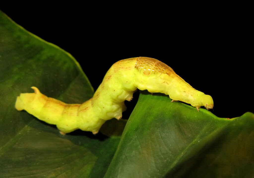 Genus Eupanacra