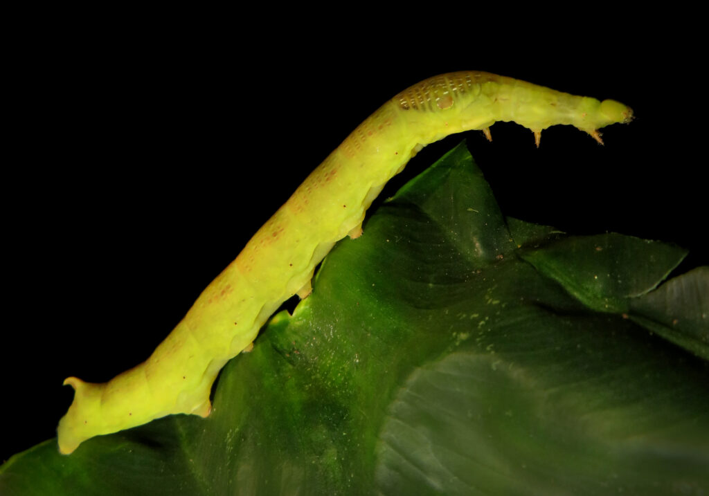 Genus Eupanacra