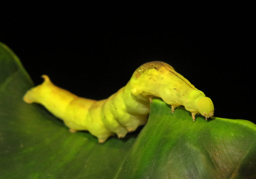 Genus Eupanacra