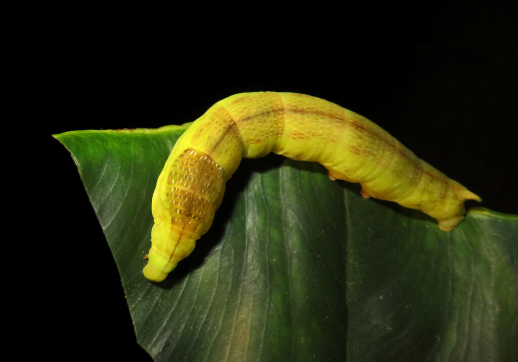 Genus Eupanacra