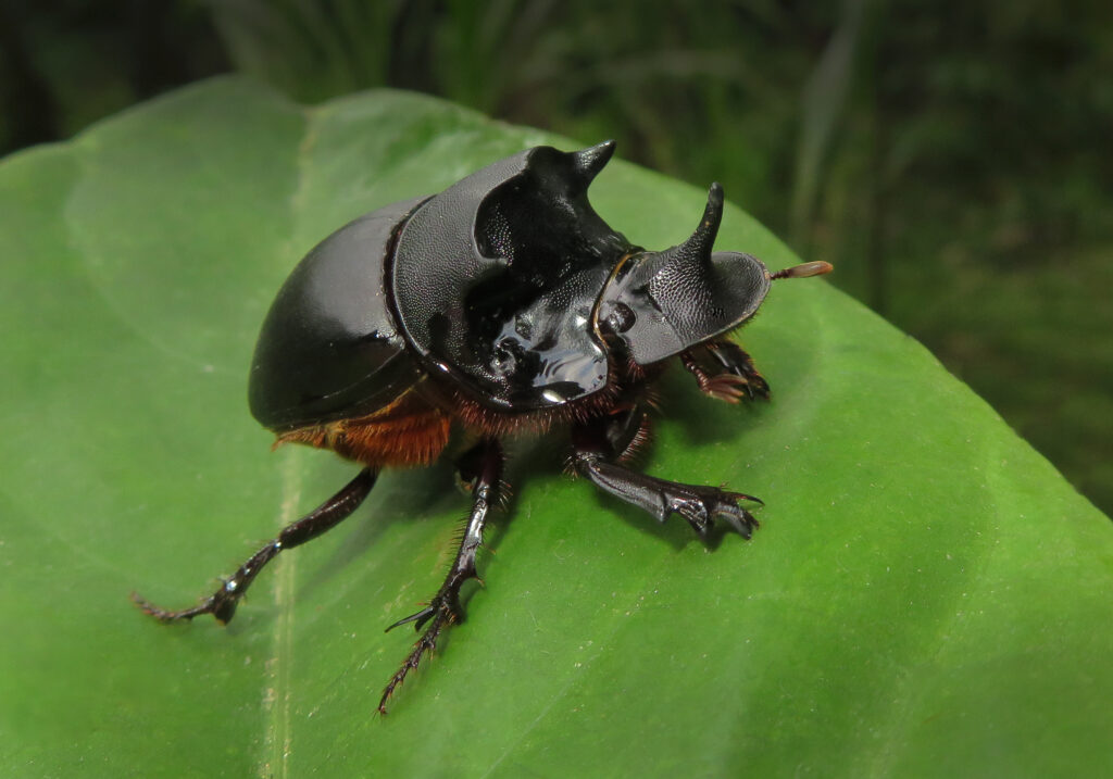 Genus Catharsius
