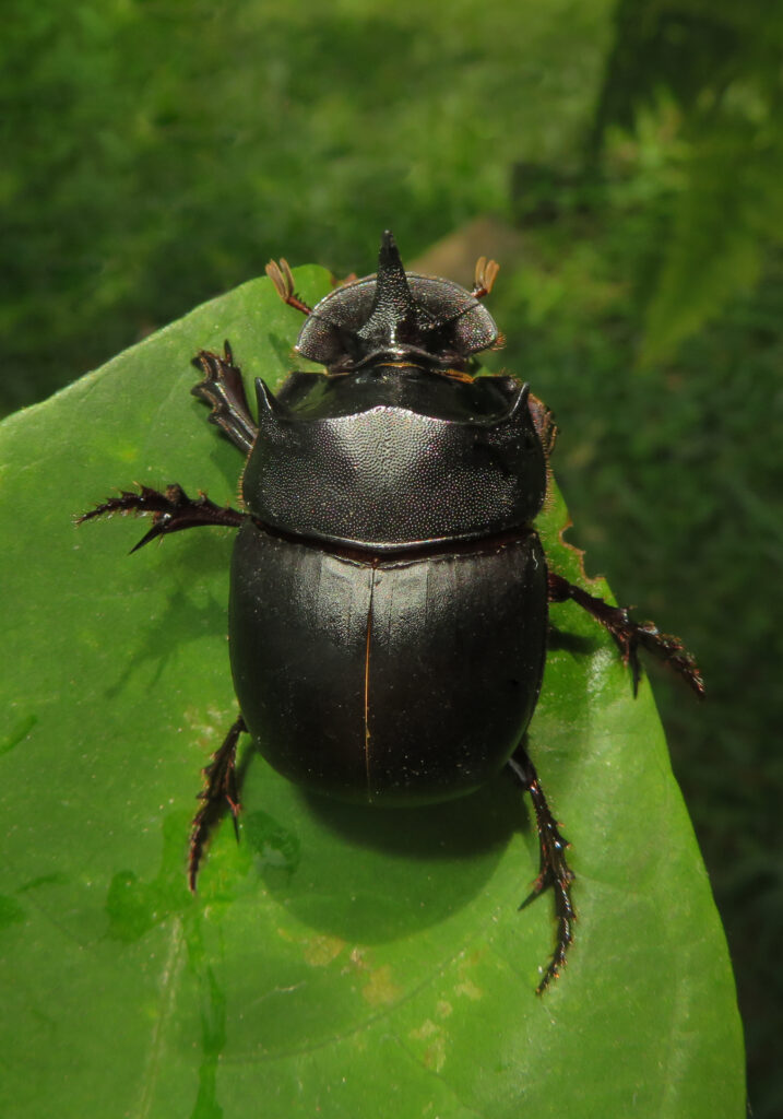 Genus Catharsius