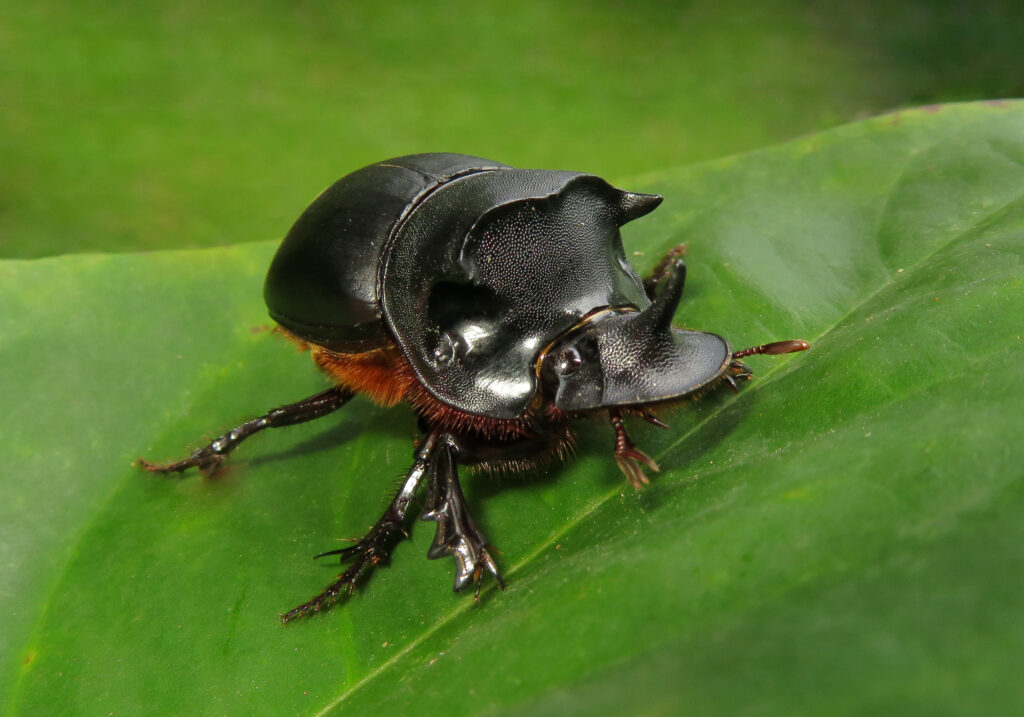 Genus Catharsius