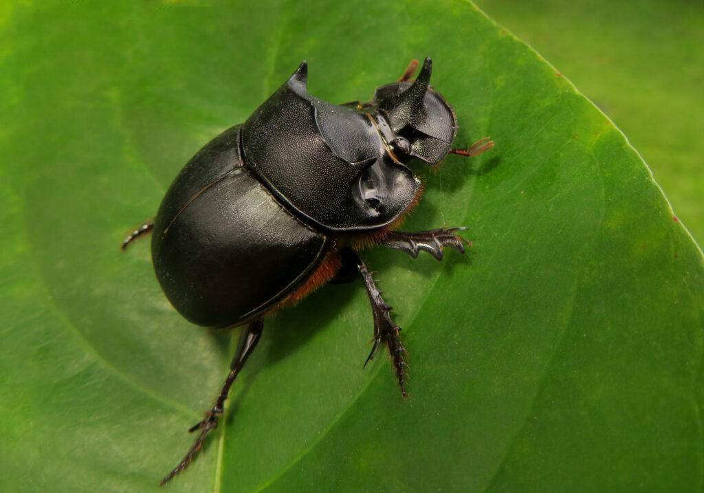 Genus Catharsius