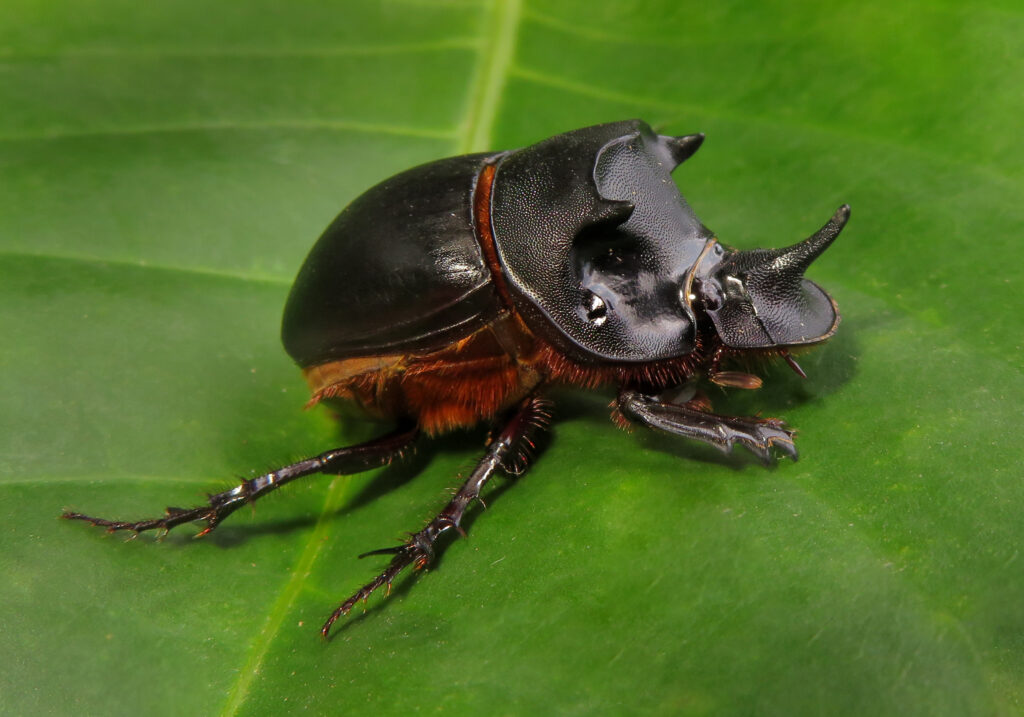 Genus Catharsius