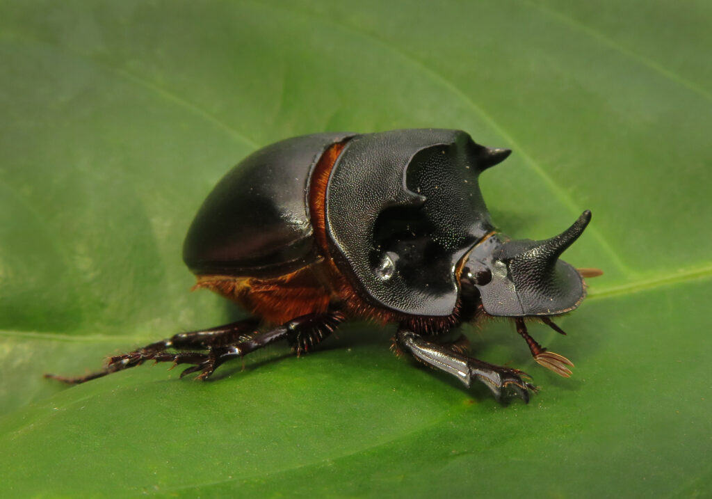 Genus Catharsius