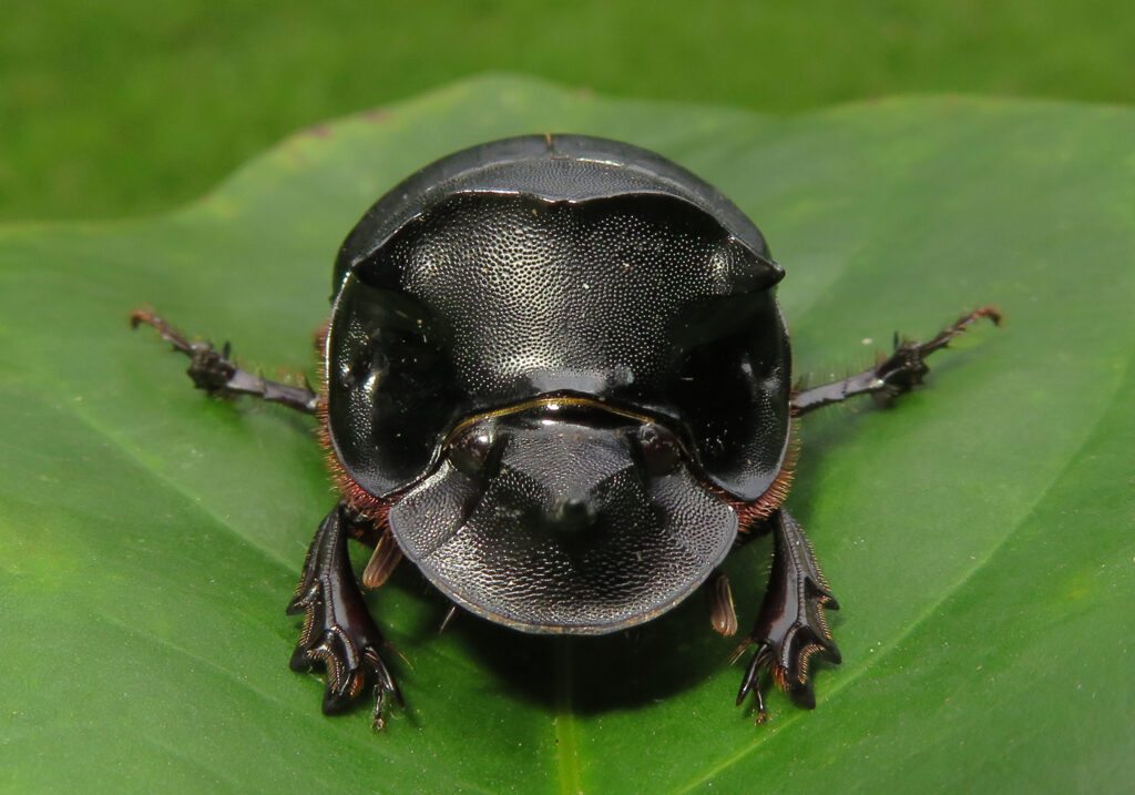 Genus Catharsius
