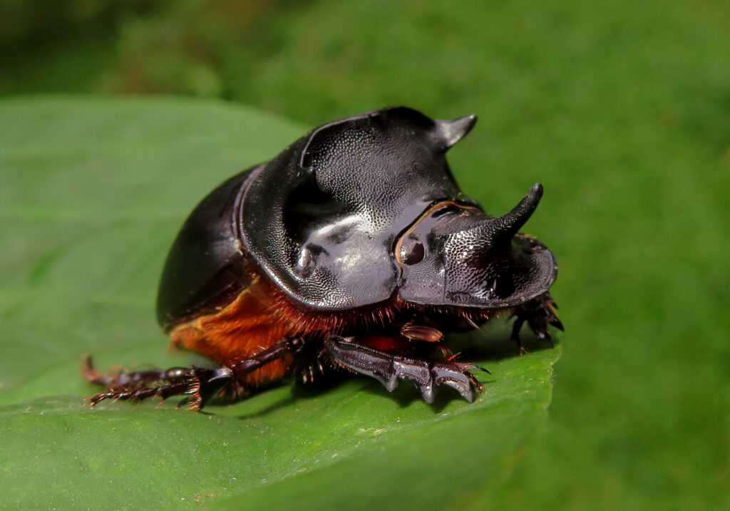 Genus Catharsius