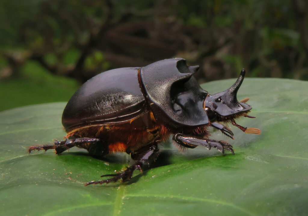 Genus Catharsius