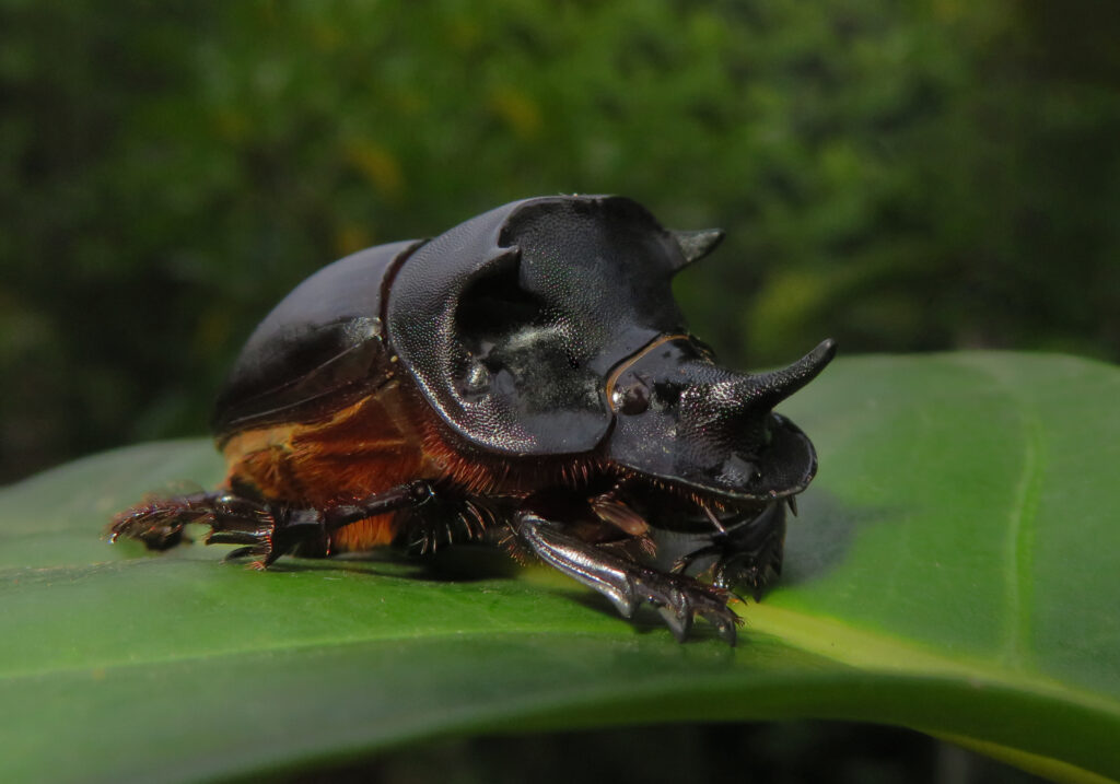 Genus Catharsius