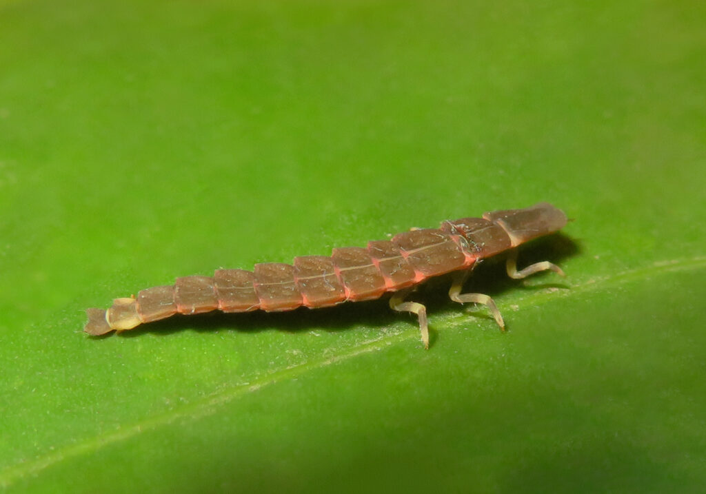 Click, Firefly, and Soldier Beetles (Superfamily Elateroidea)