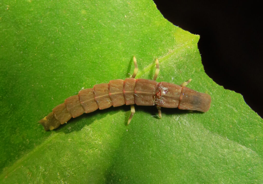 Click, Firefly, and Soldier Beetles (Superfamily Elateroidea)