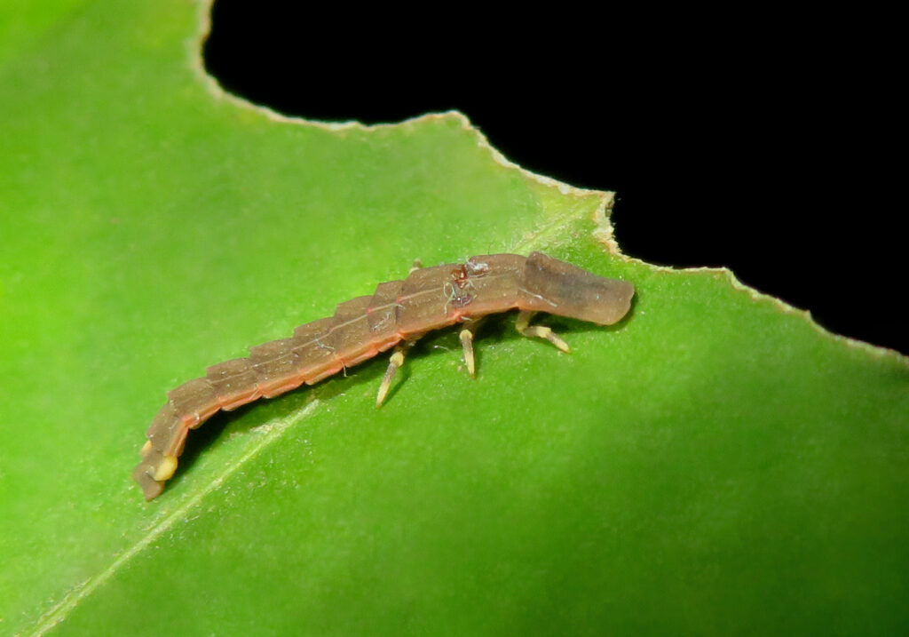 Click, Firefly, and Soldier Beetles (Superfamily Elateroidea)