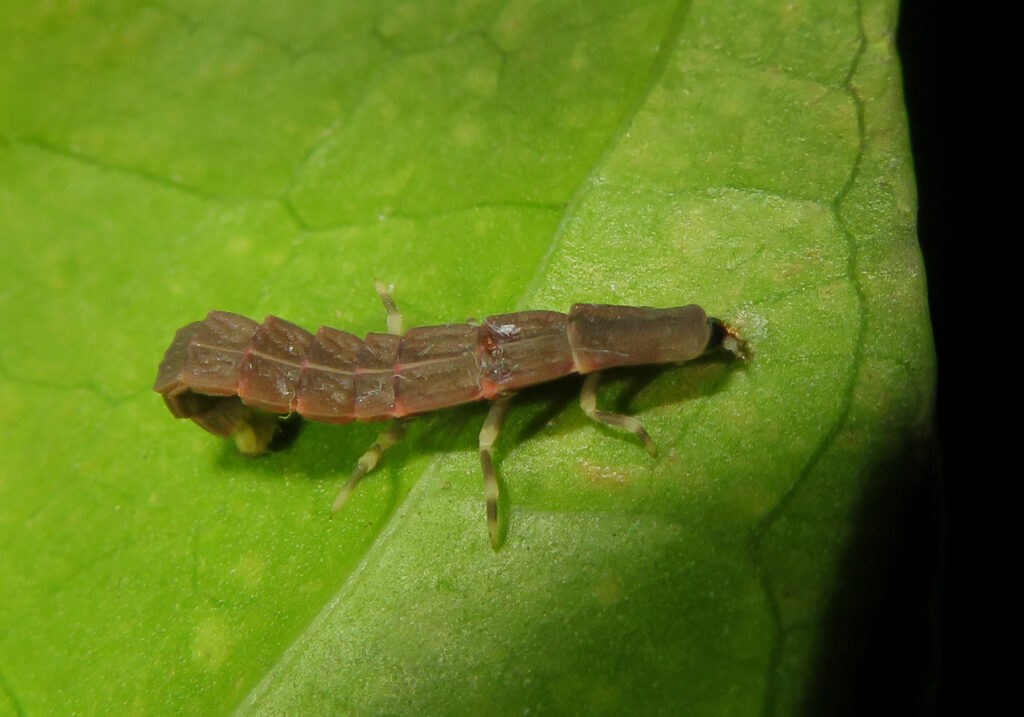 Click, Firefly, and Soldier Beetles (Superfamily Elateroidea)