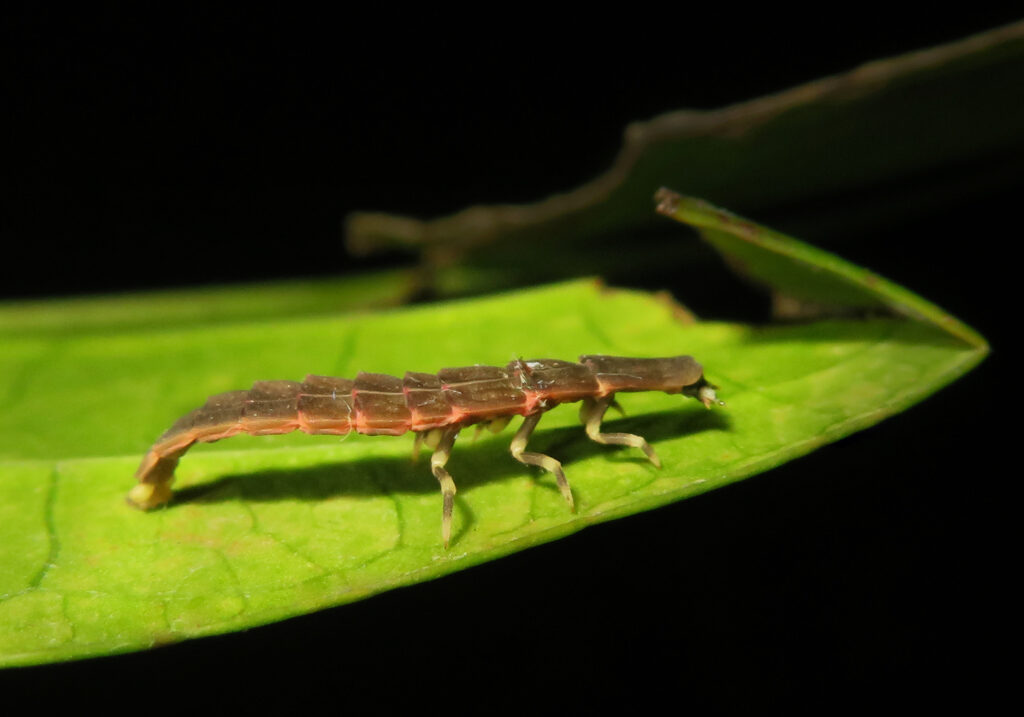Click, Firefly, and Soldier Beetles (Superfamily Elateroidea)