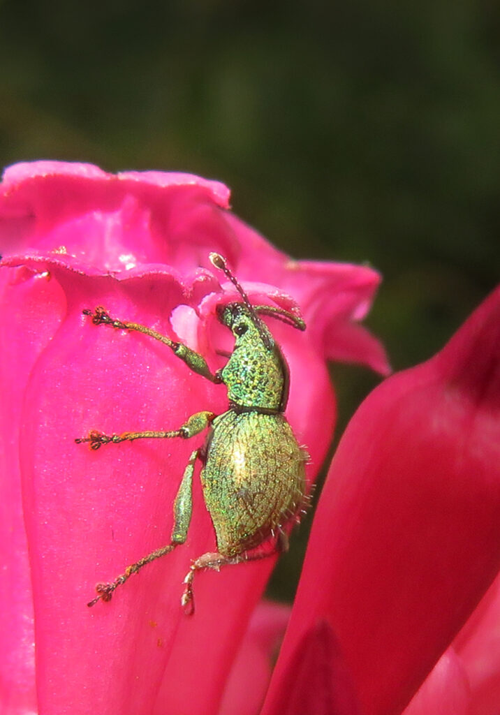 Broad-nosed Weevils