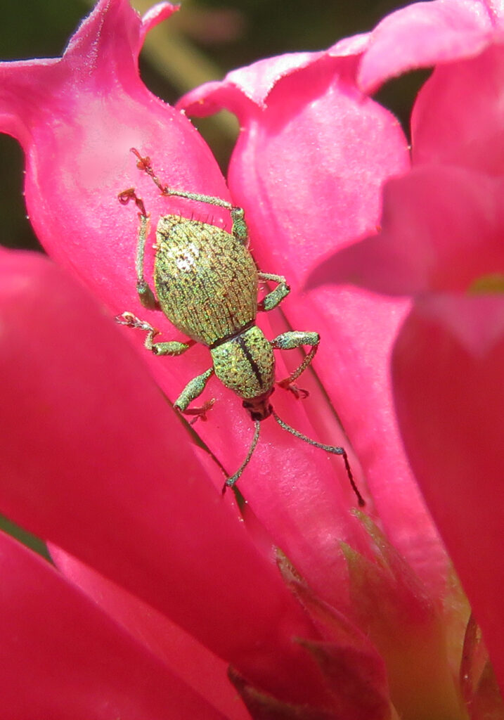 Broad-nosed Weevils