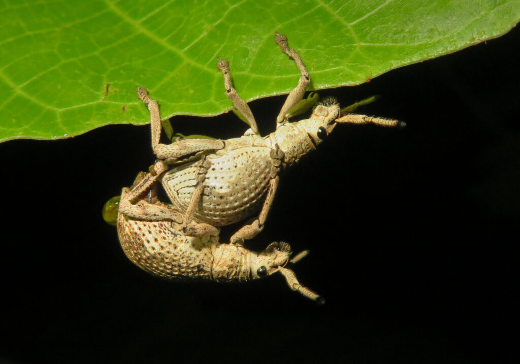 Broad-nosed Weevils