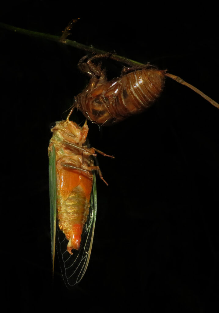 Genus Cryptotympana