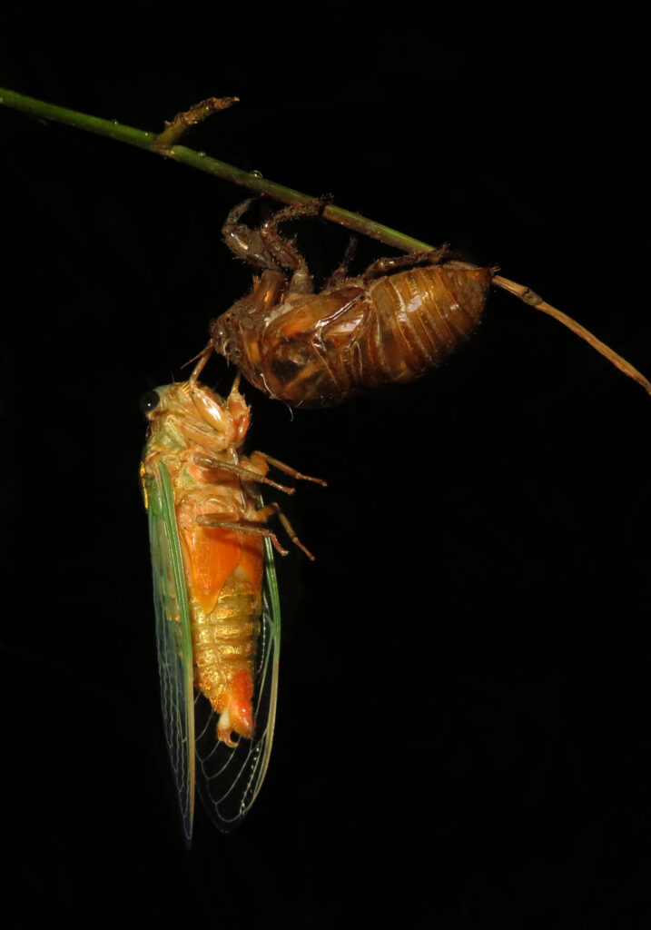 Genus Cryptotympana