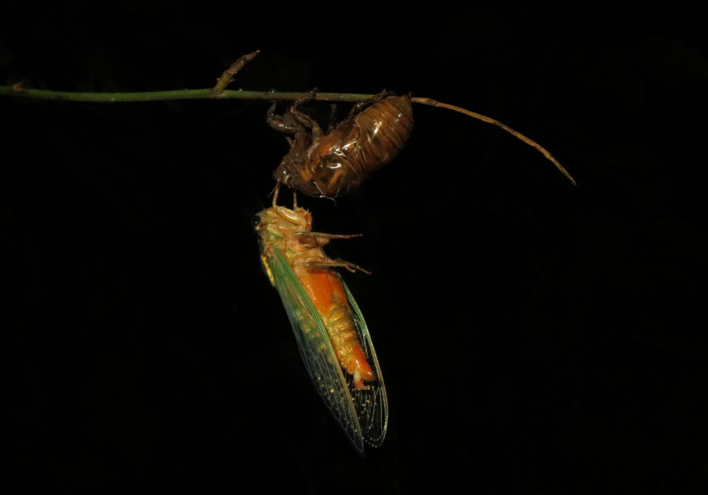 Genus Cryptotympana