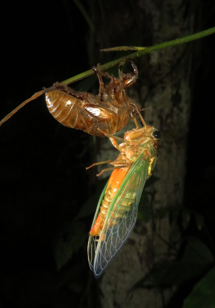 Genus Cryptotympana