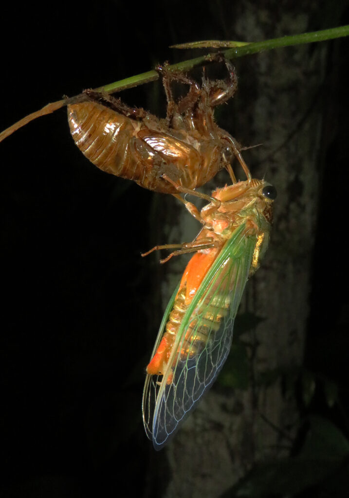 Genus Cryptotympana