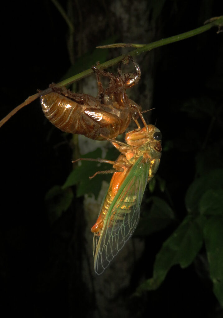 Genus Cryptotympana
