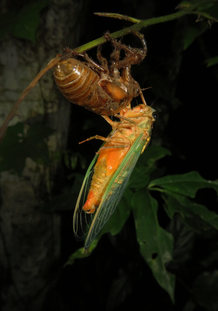 Genus Cryptotympana