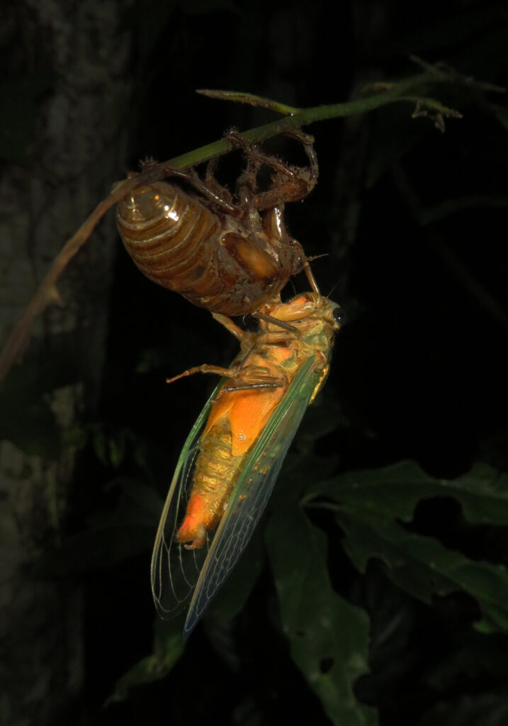 Genus Cryptotympana