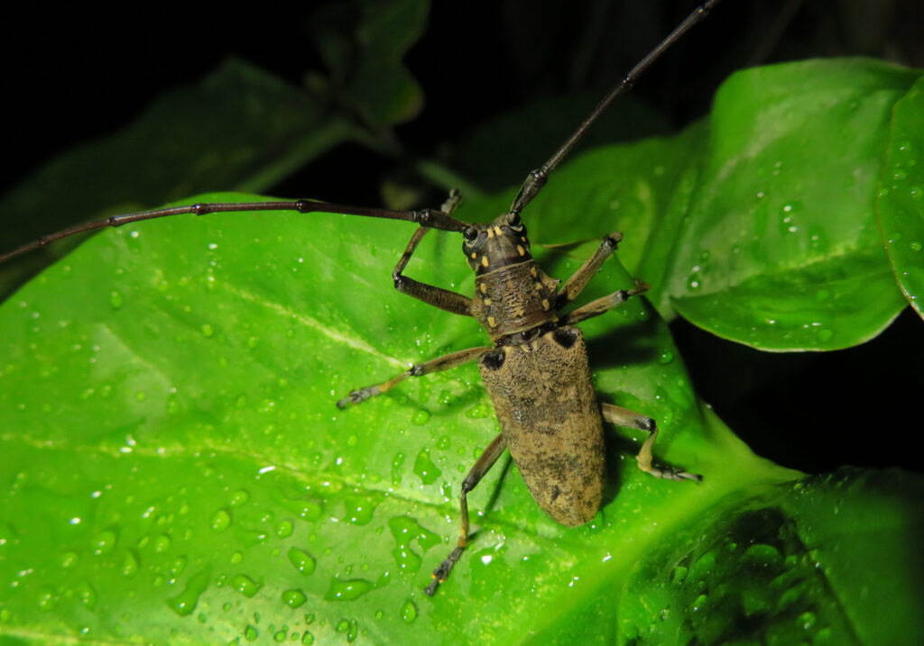 Epepeotes luscus