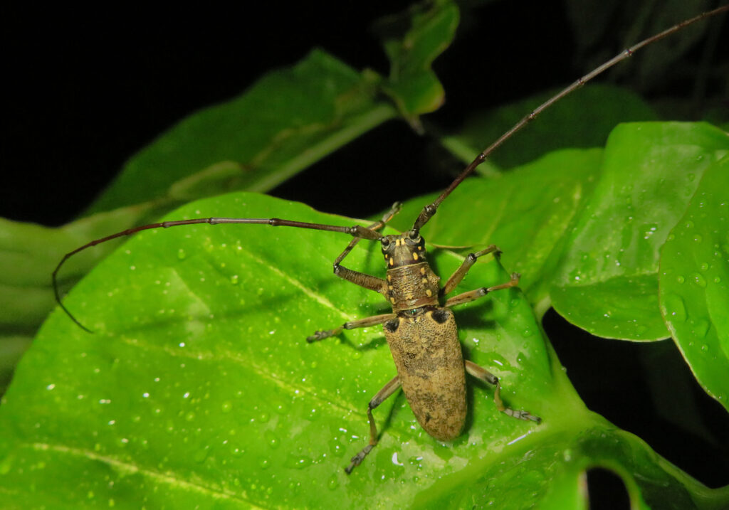 Epepeotes luscus