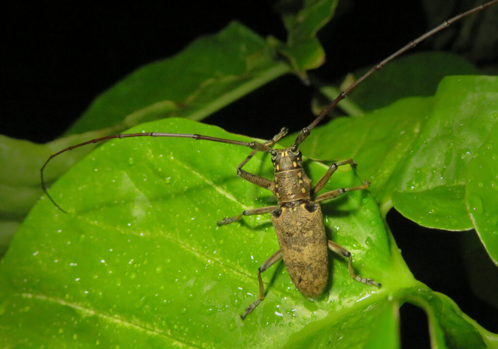 Epepeotes luscus