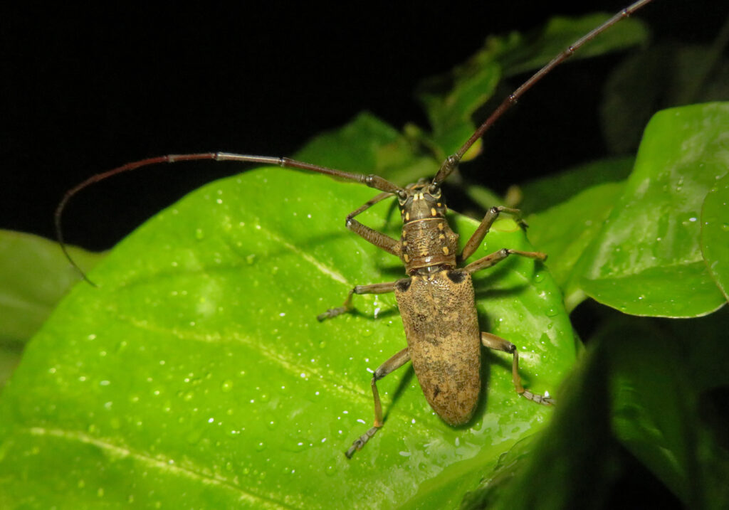 Epepeotes luscus