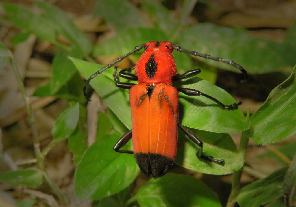 Genus Euryphagus