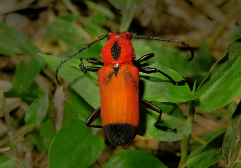 Genus Euryphagus