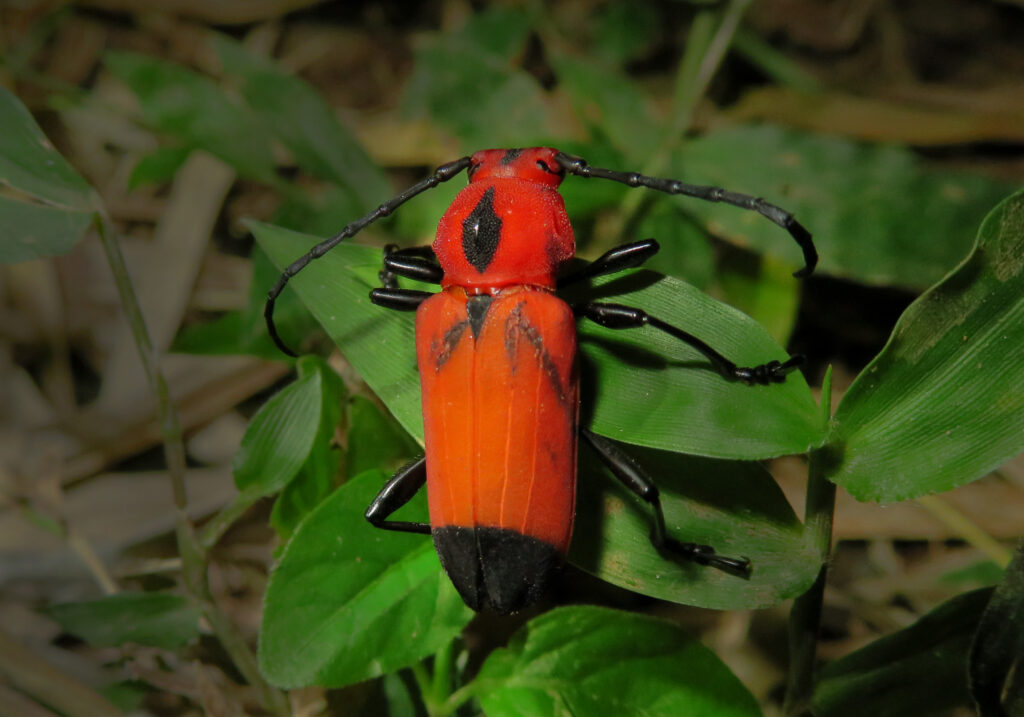 Genus Euryphagus