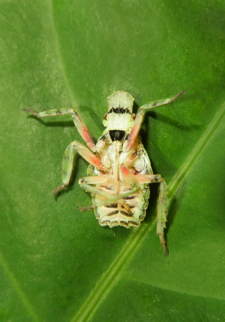 Planthoppers (Infraorder Fulgoromorpha)