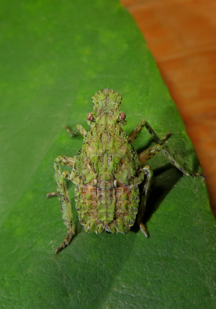 Planthoppers (Infraorder Fulgoromorpha)