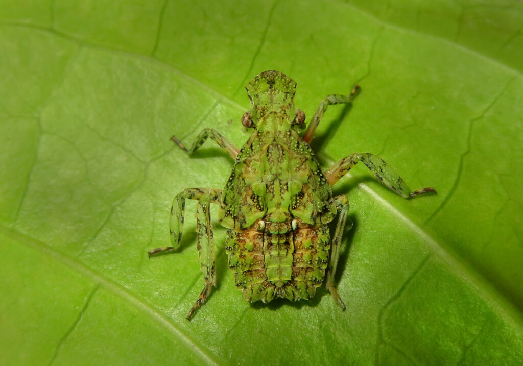 Planthoppers (Infraorder Fulgoromorpha)