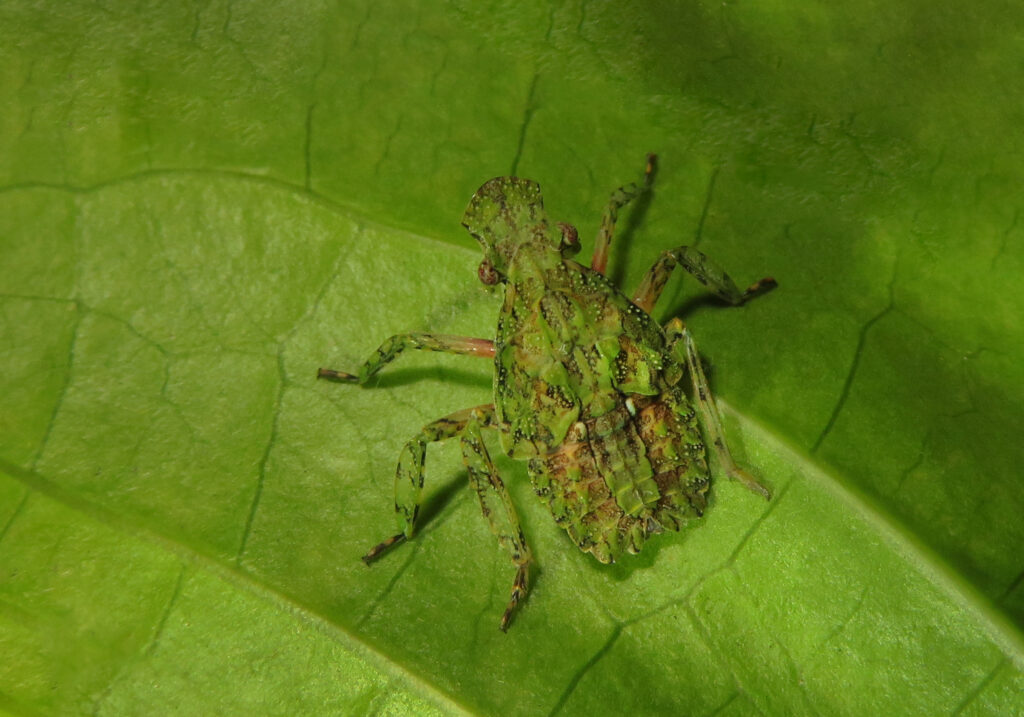 Planthoppers (Infraorder Fulgoromorpha)