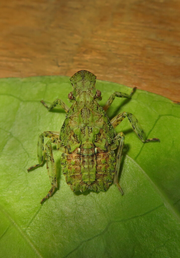 Planthoppers (Infraorder Fulgoromorpha)