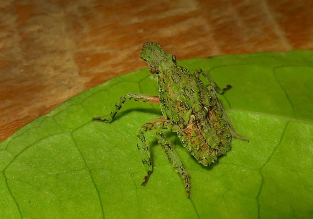 Planthoppers (Infraorder Fulgoromorpha)