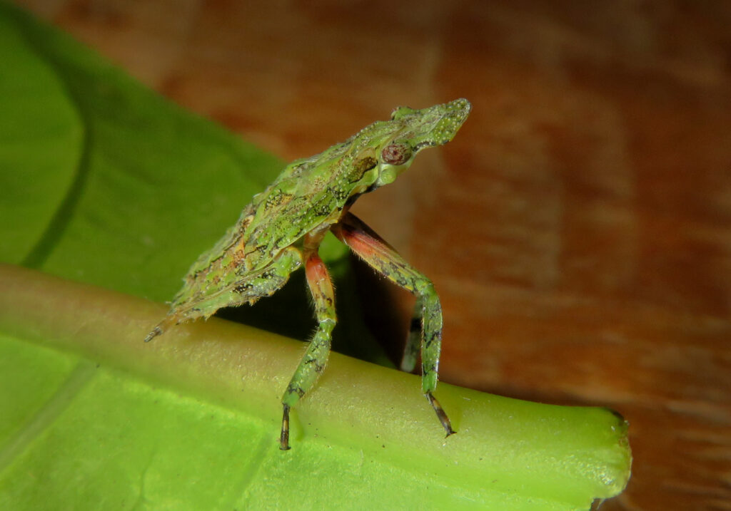Planthoppers (Infraorder Fulgoromorpha)