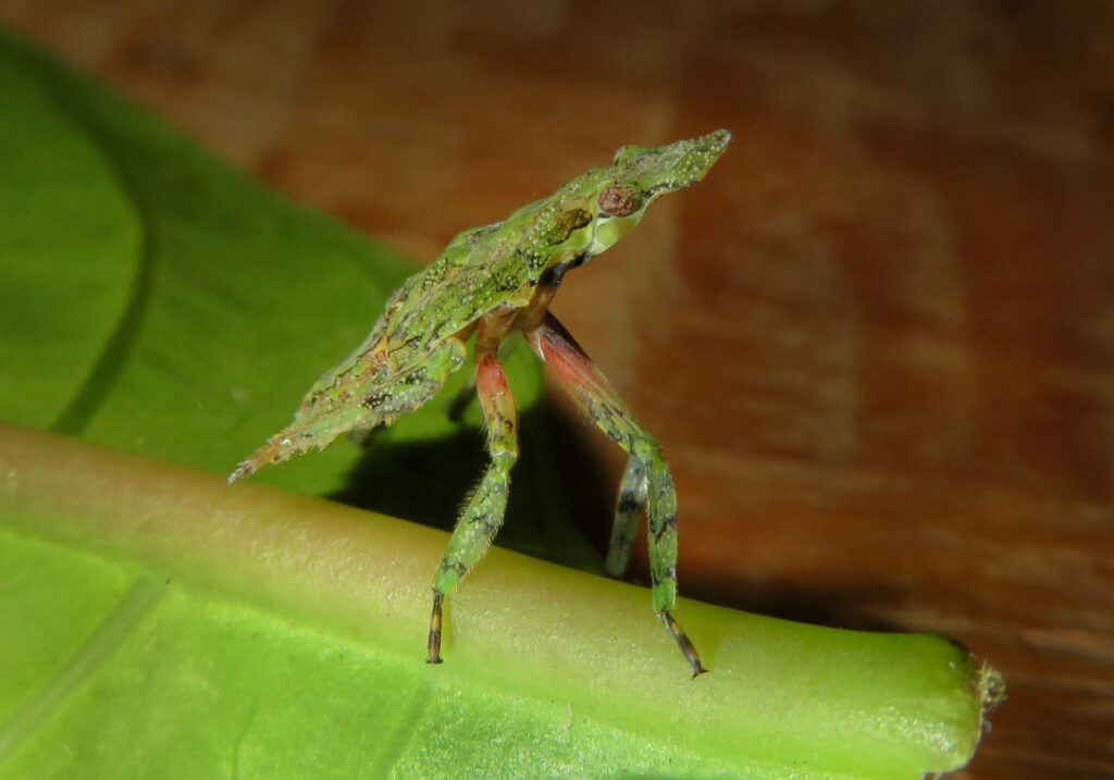 Planthoppers (Infraorder Fulgoromorpha)
