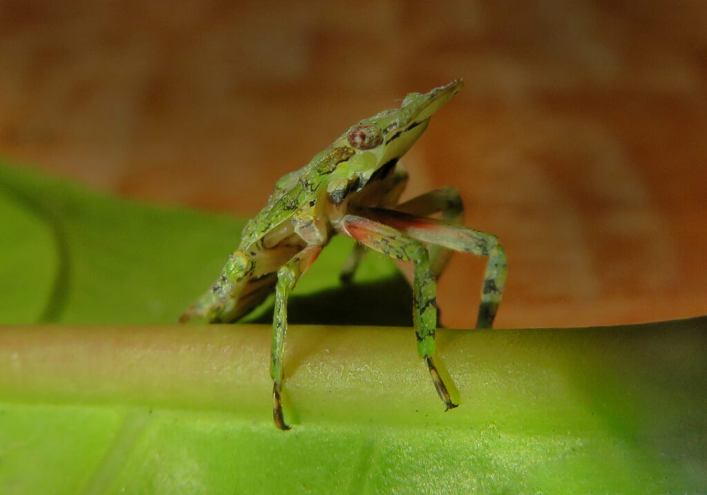 Planthoppers (Infraorder Fulgoromorpha)