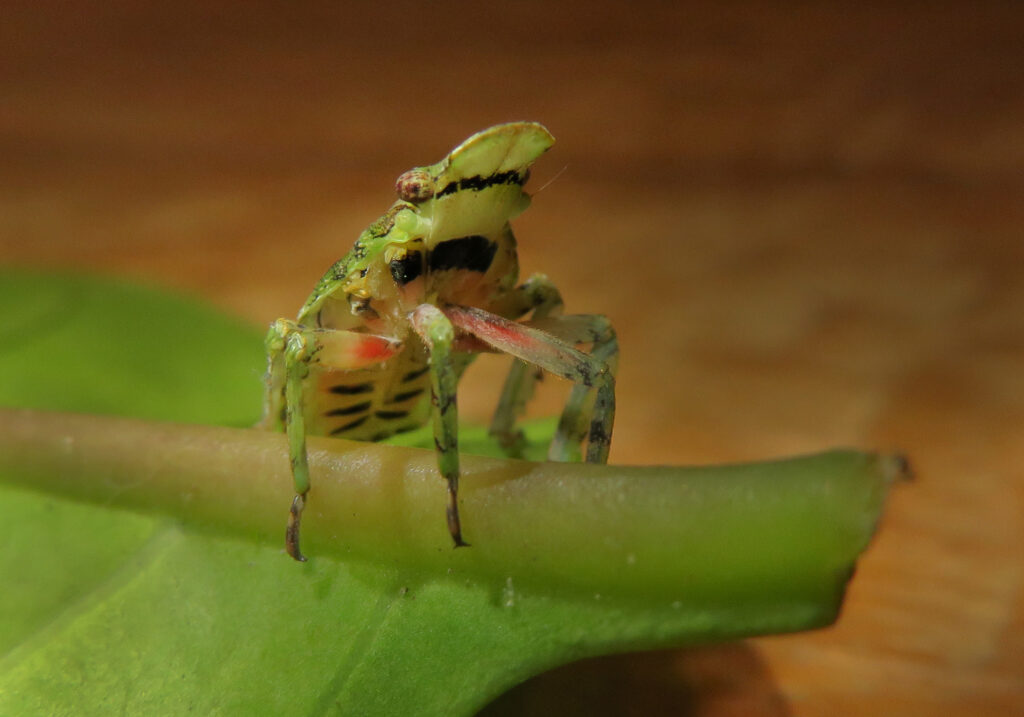 Planthoppers (Infraorder Fulgoromorpha)