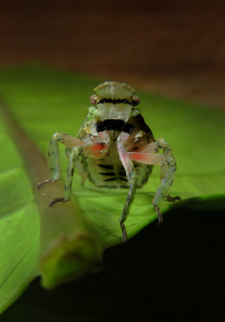 Planthoppers (Infraorder Fulgoromorpha)